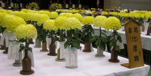 第54回一般社団法人全日本菊花連盟全国大会宗像大会の写真2